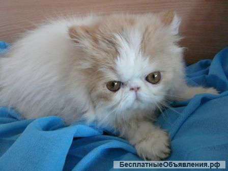Персы Срочно