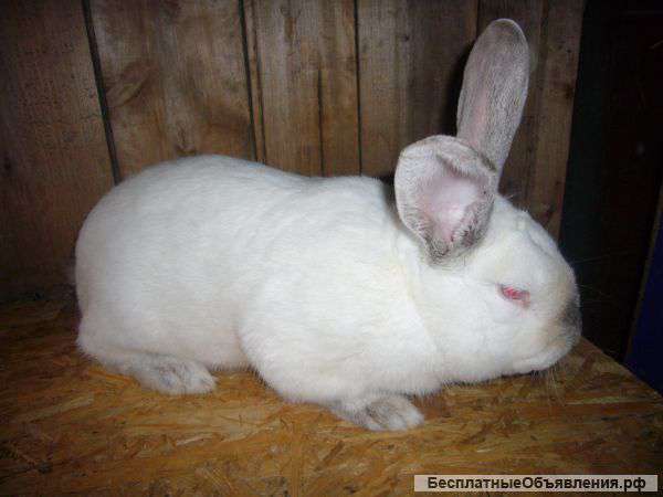 Мясо кролика с доставкой