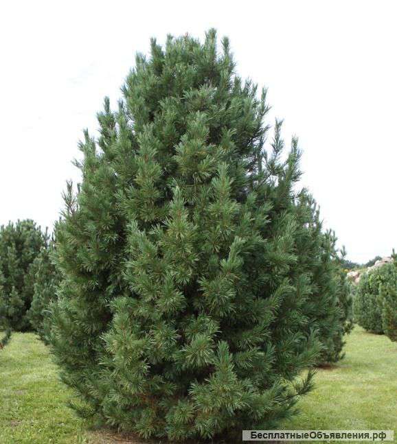 Кедр (сосна кедровая)