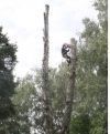 Удаление деревьев в Чехове, Чеховском районе