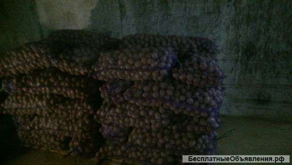 Картофель оптом (РОЗАЛИНД)