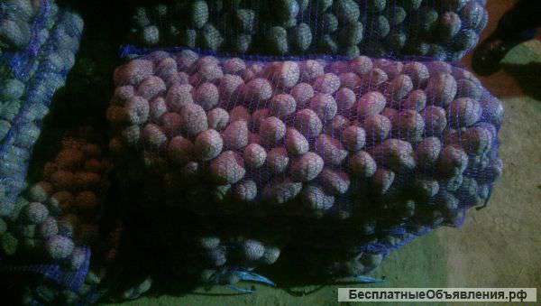 Картофель оптом (Венета)