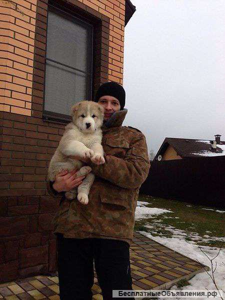 Курьер