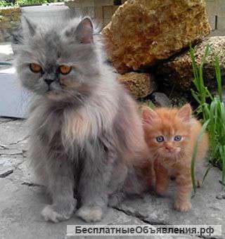 Котята полуперсы