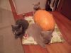 Британские короткошерстные котята