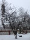 Весенняя обрезка плодовых деревьев