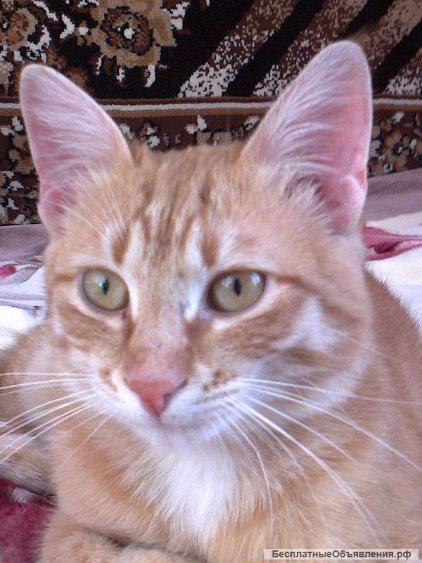 Приют для брошенных и поколеченных животных