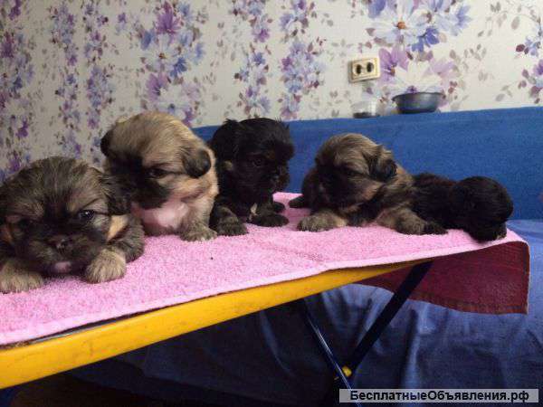 Продающенков пекинеса