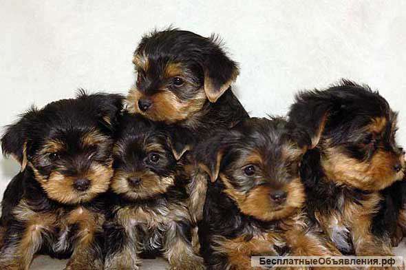 Щенки йоркширского терьера.