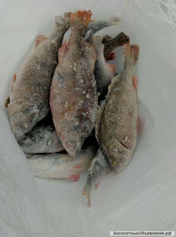 Свежемороженую речную рыбу