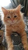 Недорого клубные сибирские котята
