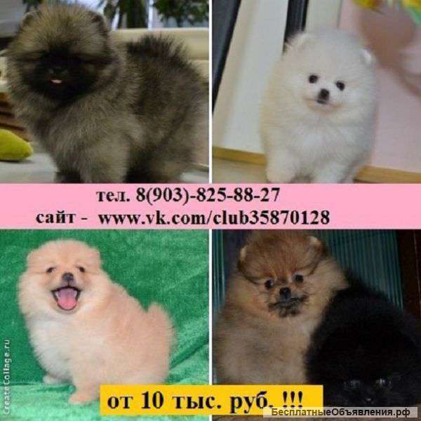 Щеночки шпица для души