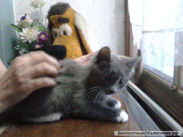 Отдам котенка в добрые руки