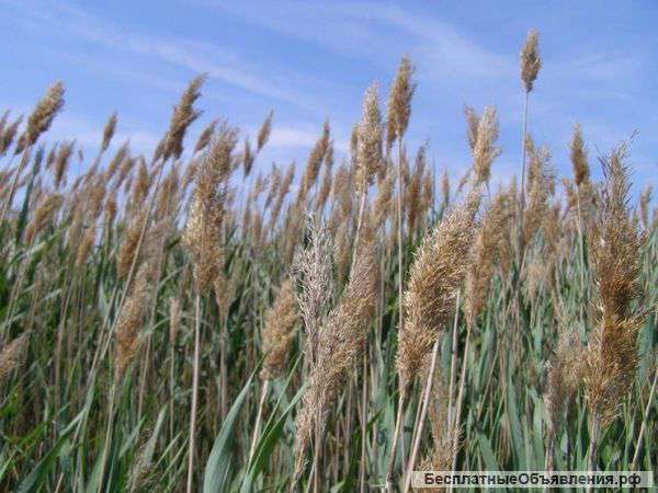 Продам ЛЁН - 250 т. и шрот подсолнечный – 2000 т.