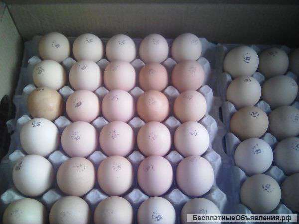Яйцо инкубационное несушки Доминант