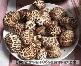 Ценные грибы шиитаке в Вашем подвале