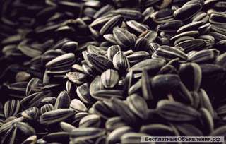 Закупаем подсолнечник масличный