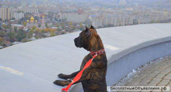 Щенок канарского дога