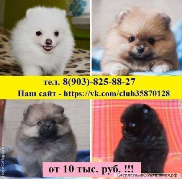 Обалденные щенки шпица