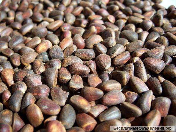 Кедровый орех