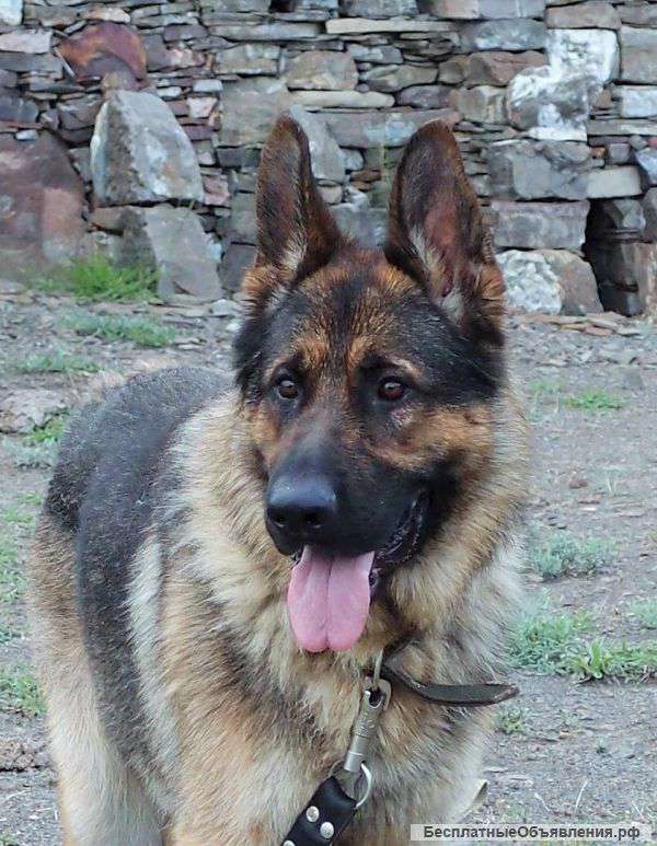 Вязка. кобель немецкой овчарки