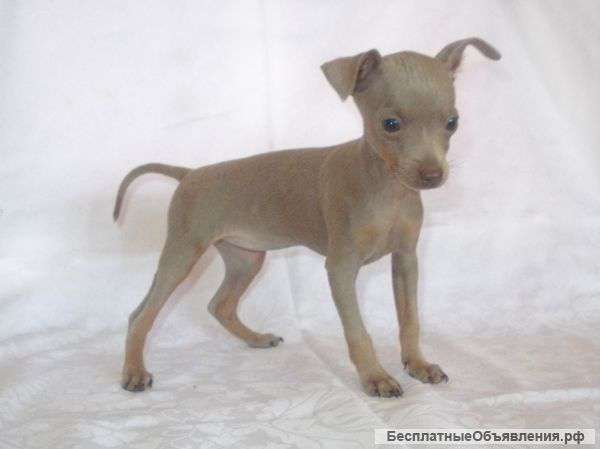 Лиловые девочки FCI-КСУ