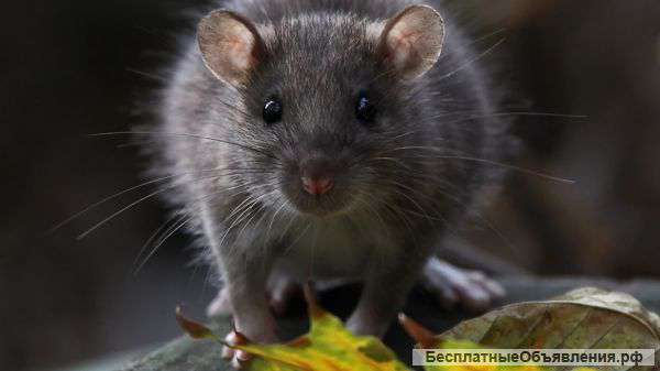 Обработка от насекомых и грызунов всех видов