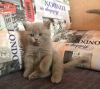 Британские плюшевые котята, лилового окраса