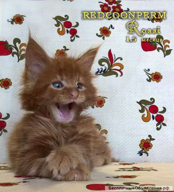 Котята мейн кун красный солид. Шоу класс