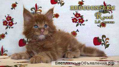 Котята мейн кун красный солид. Шоу класс