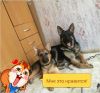Немецкая овчарка