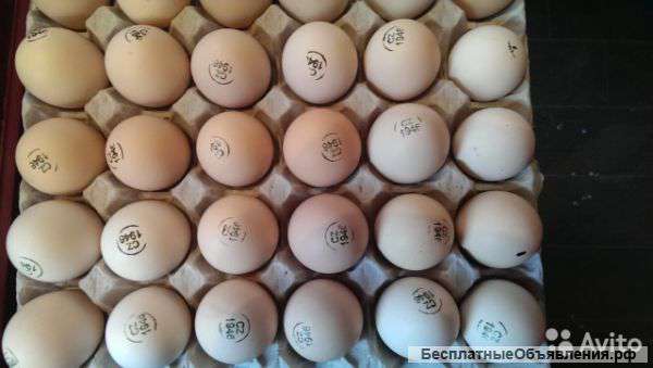 Инкубационное яйцо индюков, уток, цесарок, бройлеры