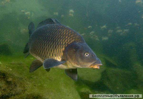 Живой карп оптом