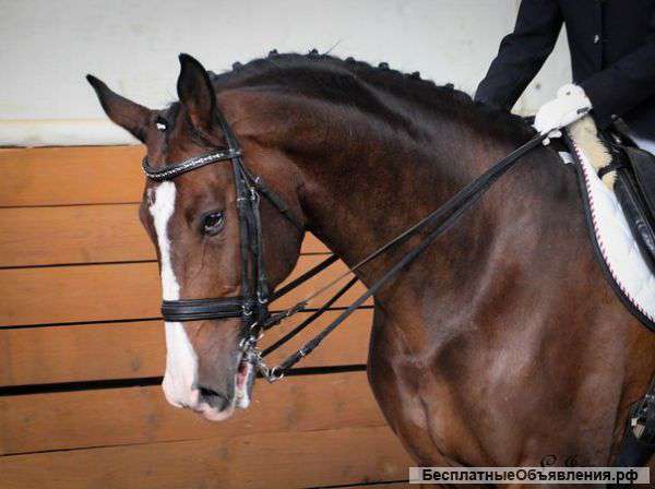 Обучение верховой езде