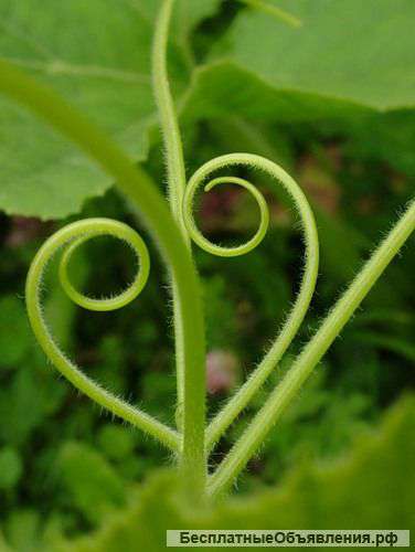 Преподаватель английского языка