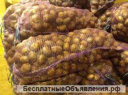 Картофель оптом