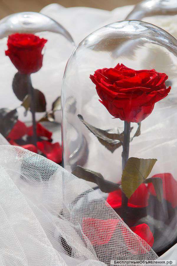 Роза Notta&Belle в стеклянной колбе