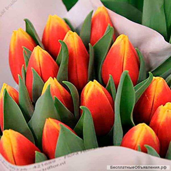 Голландские тюльпаны оптом 2017