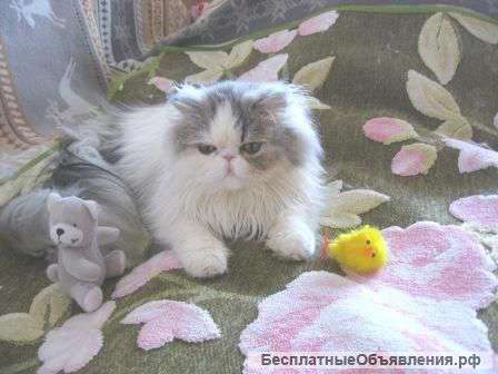 Кошка персидская продаю