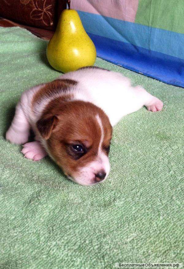 Щенки Джек Рассела терьера