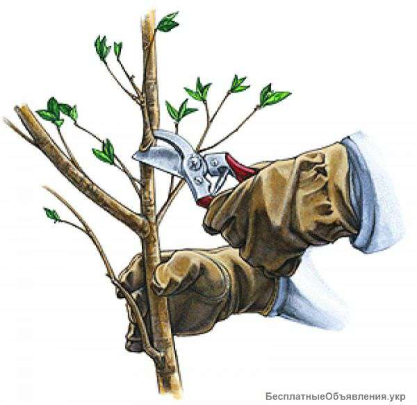 Обрізка дерев