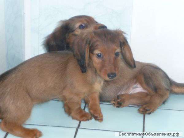 Щенки таксы купить щенка таксы ви питомнике клубе