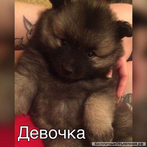 Щенки Вольфшпиц Кеесхонд