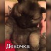 Щенки Вольфшпиц Кеесхонд
