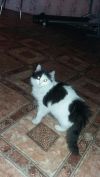 Кошка цыганская