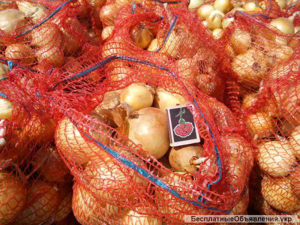 Лук репчатый продам