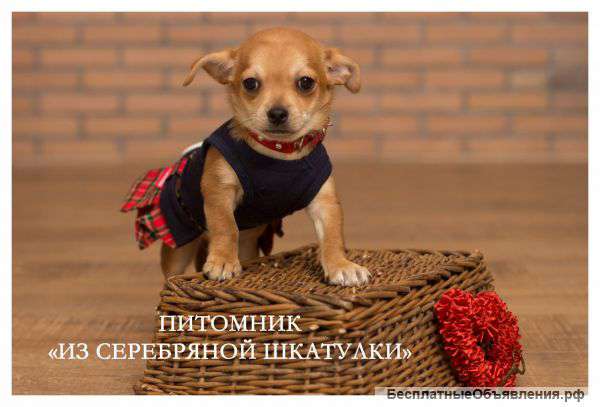 Купить щенка Чихуахуа мини из питомника в Москве