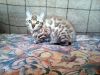 Котик снежный бенгал