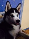 Хаски в добрые ласковые руки