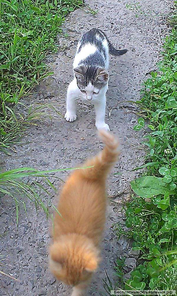 Котята в хорошие руки